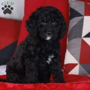 CARLENE, Mini Golden Mountain Doodle Puppy